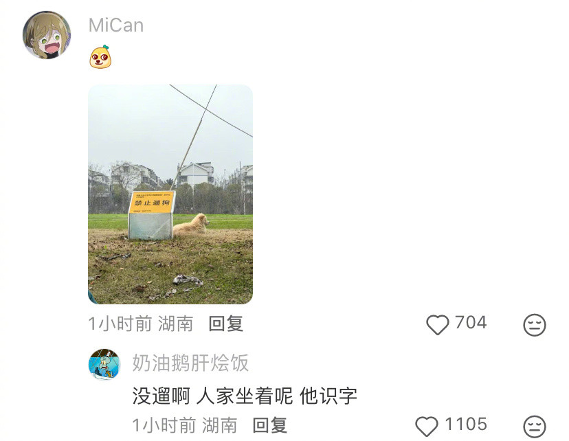 但凡小猫识字就不会吃亏