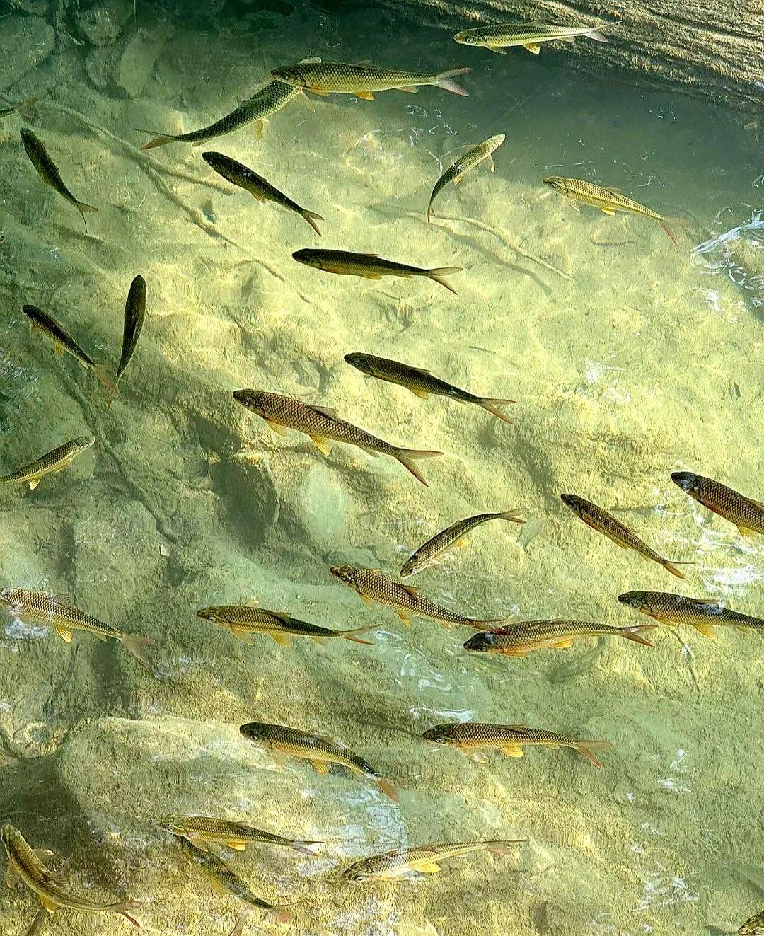 有钓友说为啥冬季钓鲫鱼需要用长杆子？去年冬天，贾鲁河里的鲫鱼全都聚集到深