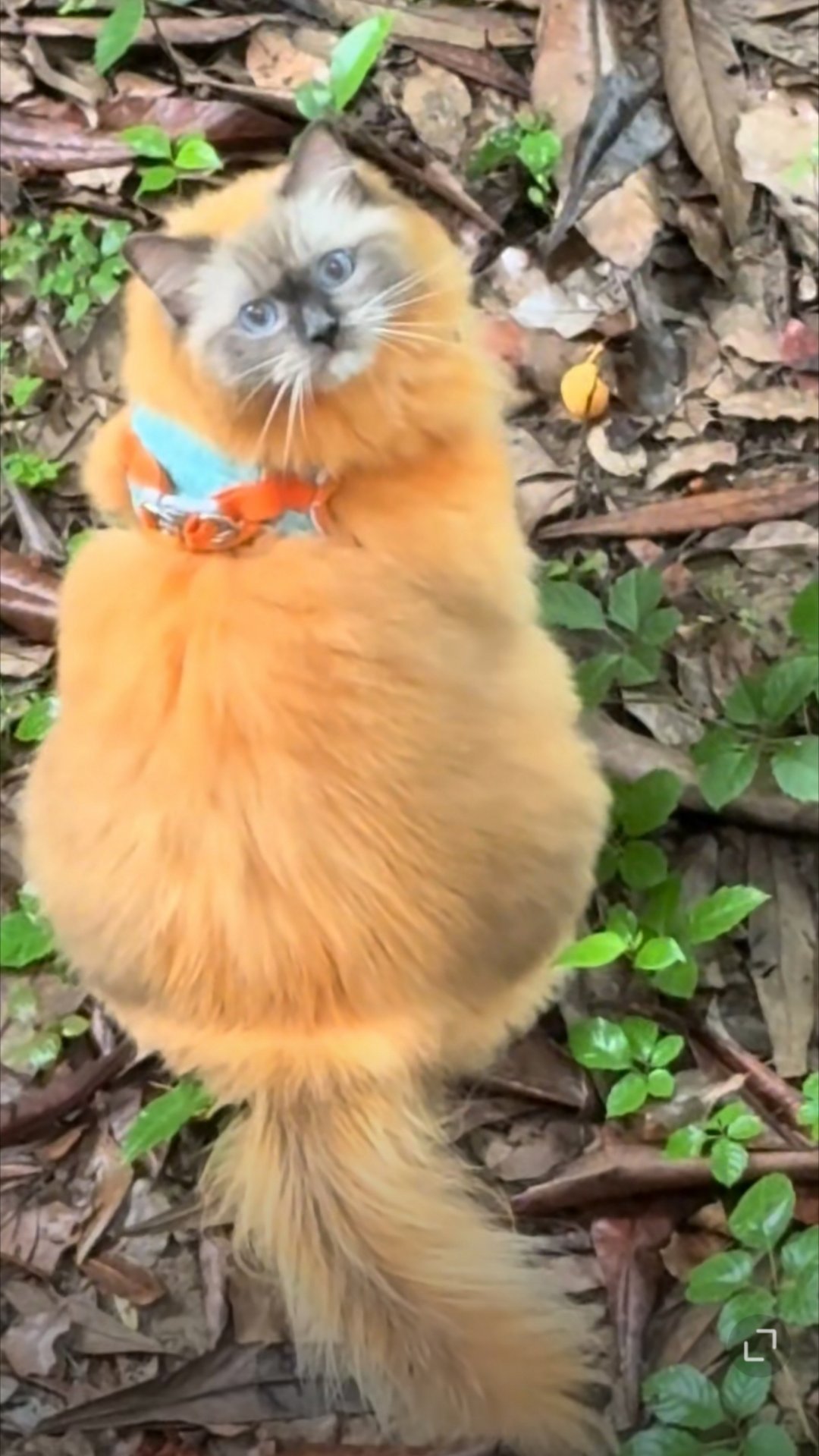 这小猫看起来很屌​​​