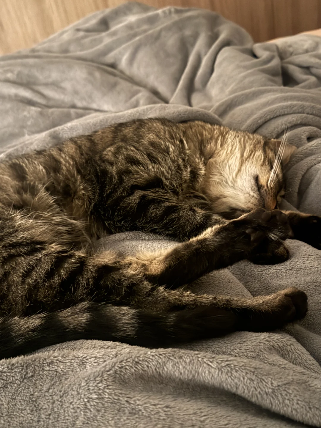 到了冬天 被窝里就会长出小猫！