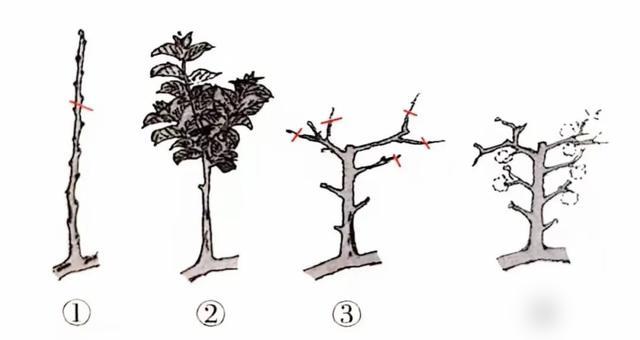 谁懂啊！刷到年轻人学盆景“短截”的视频，直接破防了！最近好多人跟着学“剪1年生枝