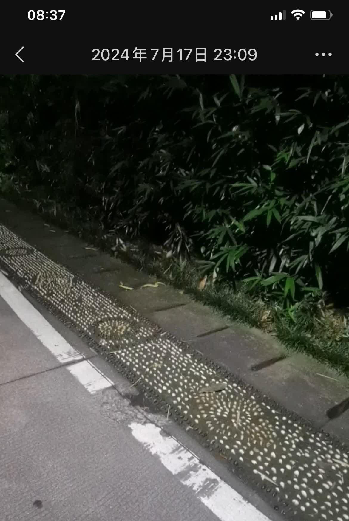 不仅是三亚蛇多，深圳也很多，莲花山多次发现眼镜蛇，前些天还有一条眼镜蛇钻到车