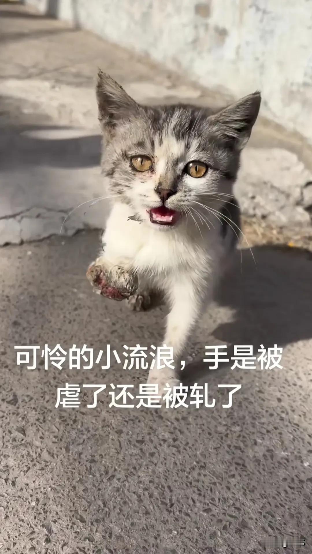 太可怜了！这天一位小姐姐去散步，当她走到了一户人家门口，看到了无比凄惨的一幕，一