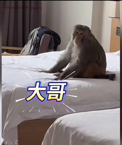 太有意思了，西藏一男子晚上回到酒店，看到一大猴子坐床上，他喊大哥，猴哥眼神转向他