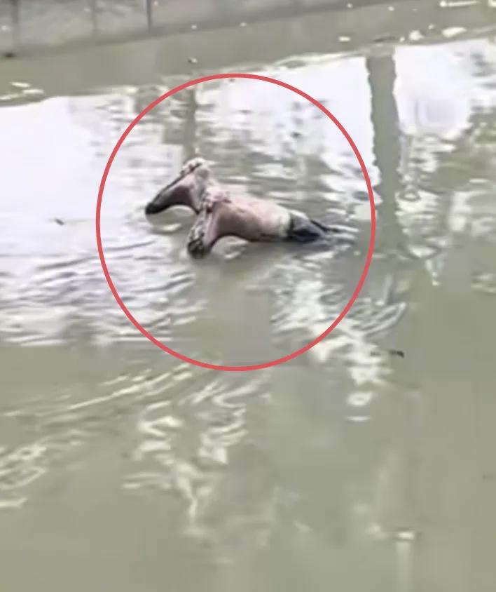全场瞬间安静！近日一网友骑车路过池塘，看见河边上飘着一双雨靴，是下沉式的。他大惊
