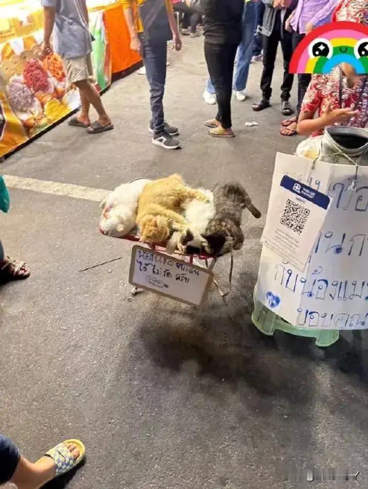 逛街时，看到一个桌子上躺了4只猫，不知道在干嘛！​​​