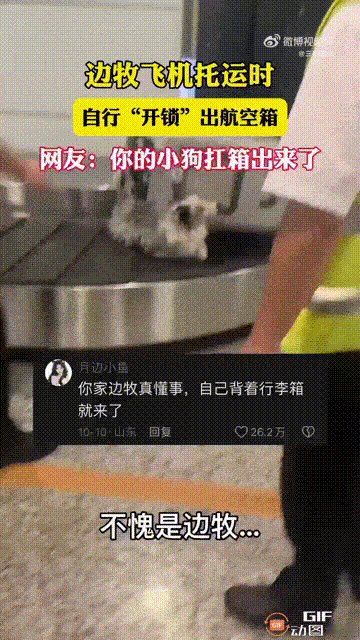 广东一处机场行李托运处，一只边牧在飞机托运途中大显身手，居然解开了航空箱的锁扣，