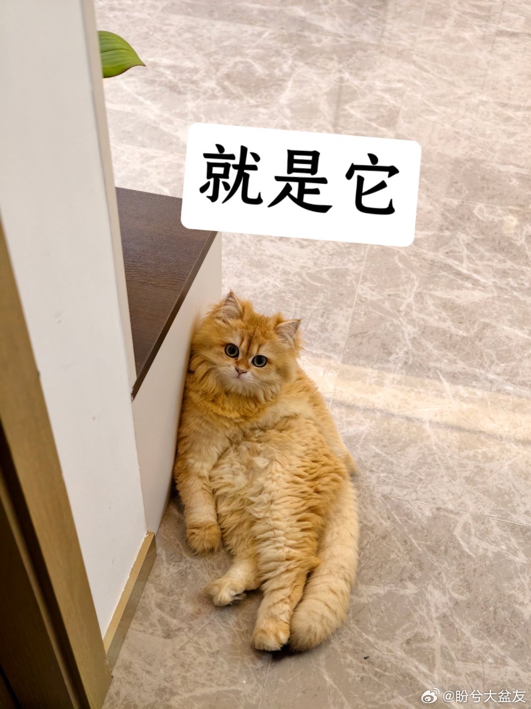 女生800元买猫被传染全身长猫藓猫藓长在人身上太难受了，巨痒无比，去年国庆捡了一