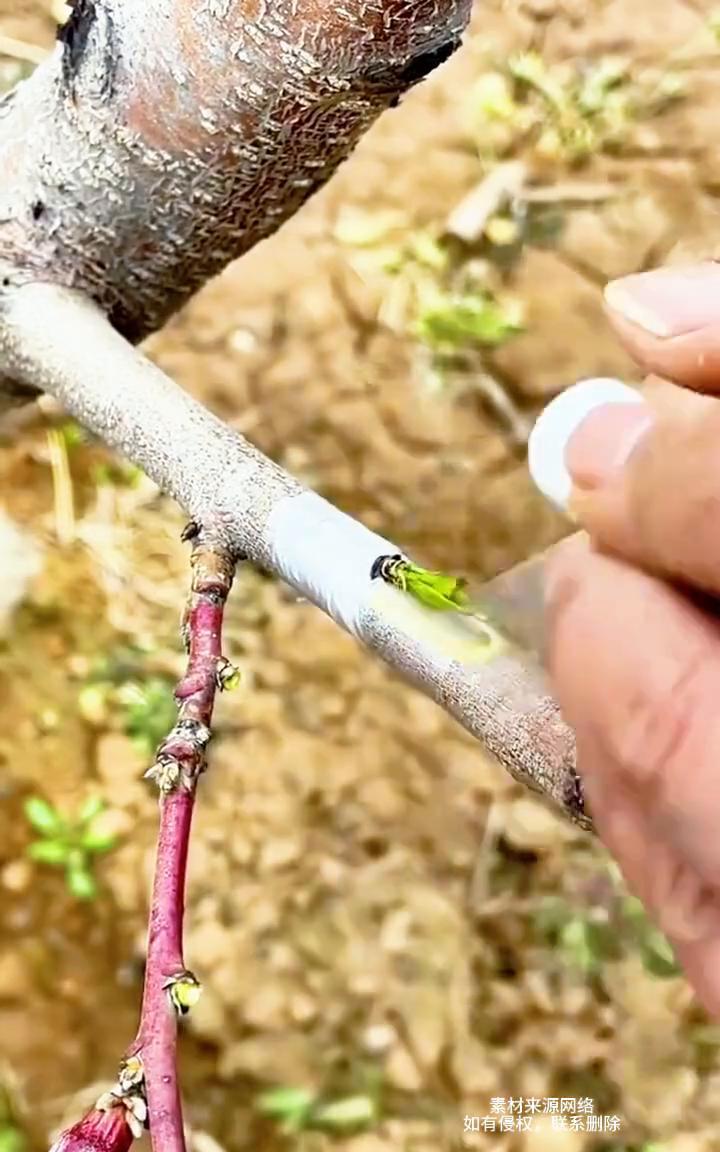 果树嫁接方法。教大家三种果树嫁接方法。·第一种芽接。这个方法是最简单常用的，