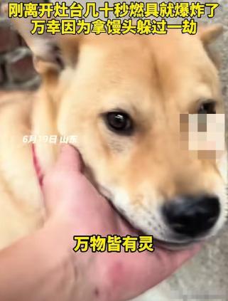 6月19日，山东一男子在家煮粽子时，家里的大黄狗突然狂叫不止，主人以为是大黄狗饿