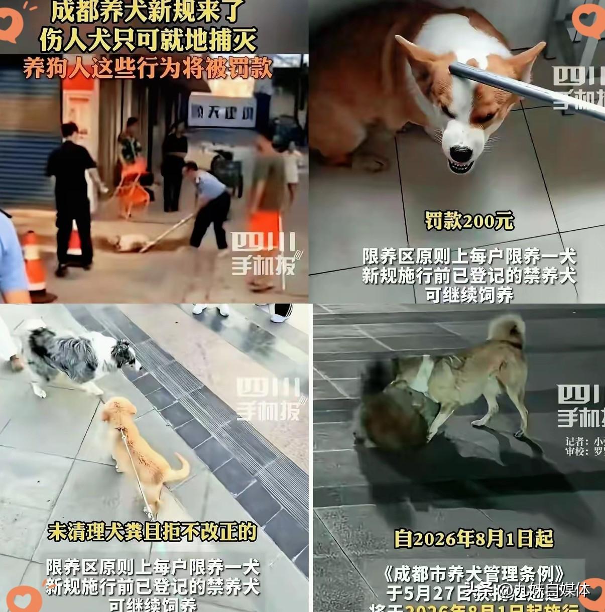成都养犬新规，一条直接把人干懵：你的狗咬了人，甭管是不是对方先招惹的，你，必须第