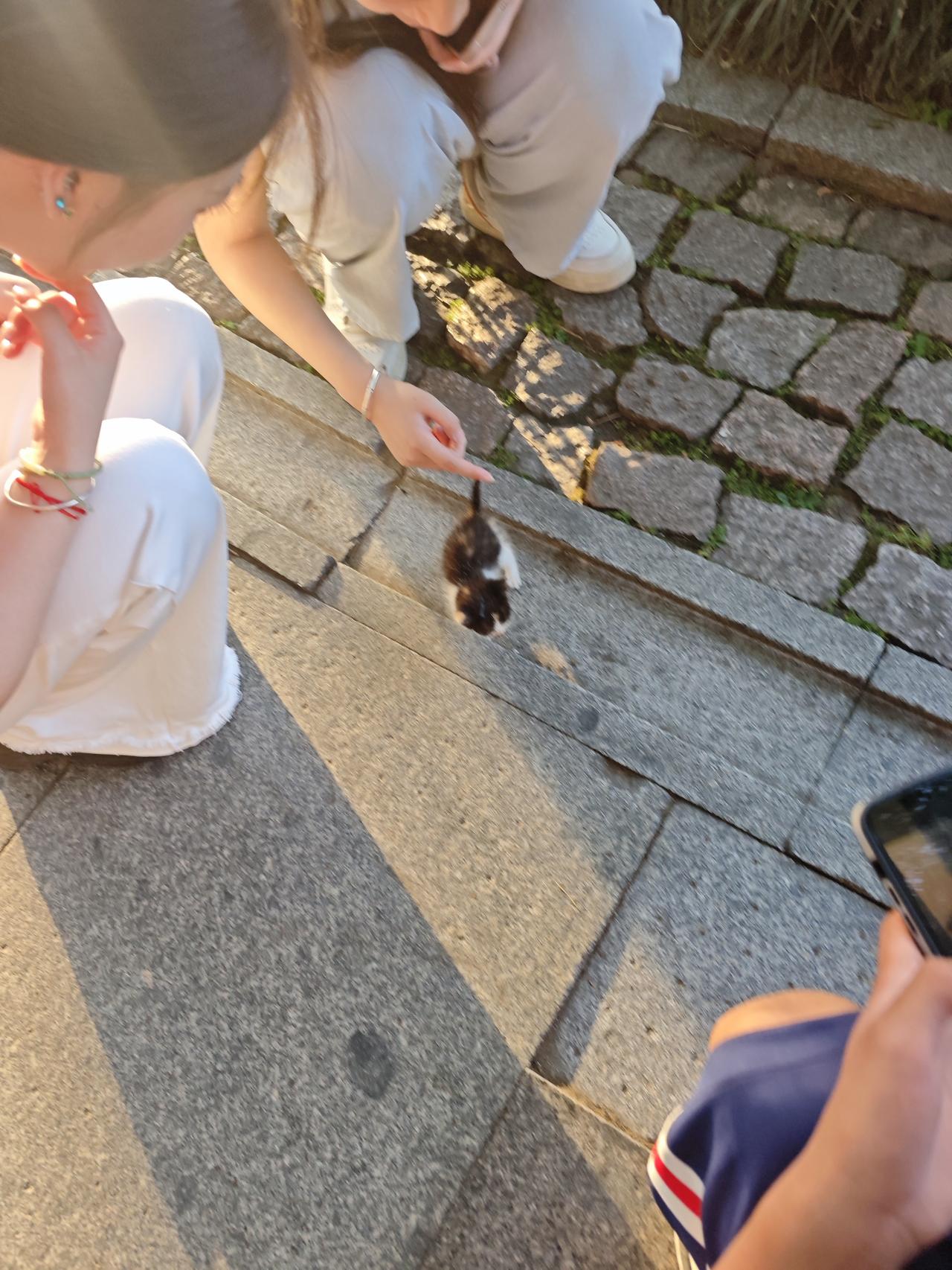 我最喜爱小动物，我在日常生活中宁愿跟小动物交流也不愿意跟人来往。昨晚在西湖看