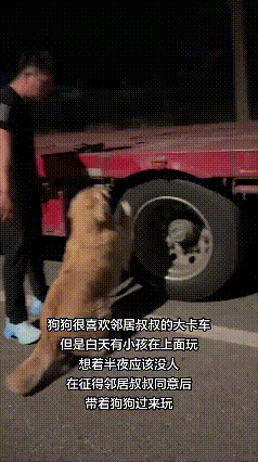 看这视频，一下就被暖到了。主人知道金毛白天被拴着跑不开，就特意等到晚上没人的时候