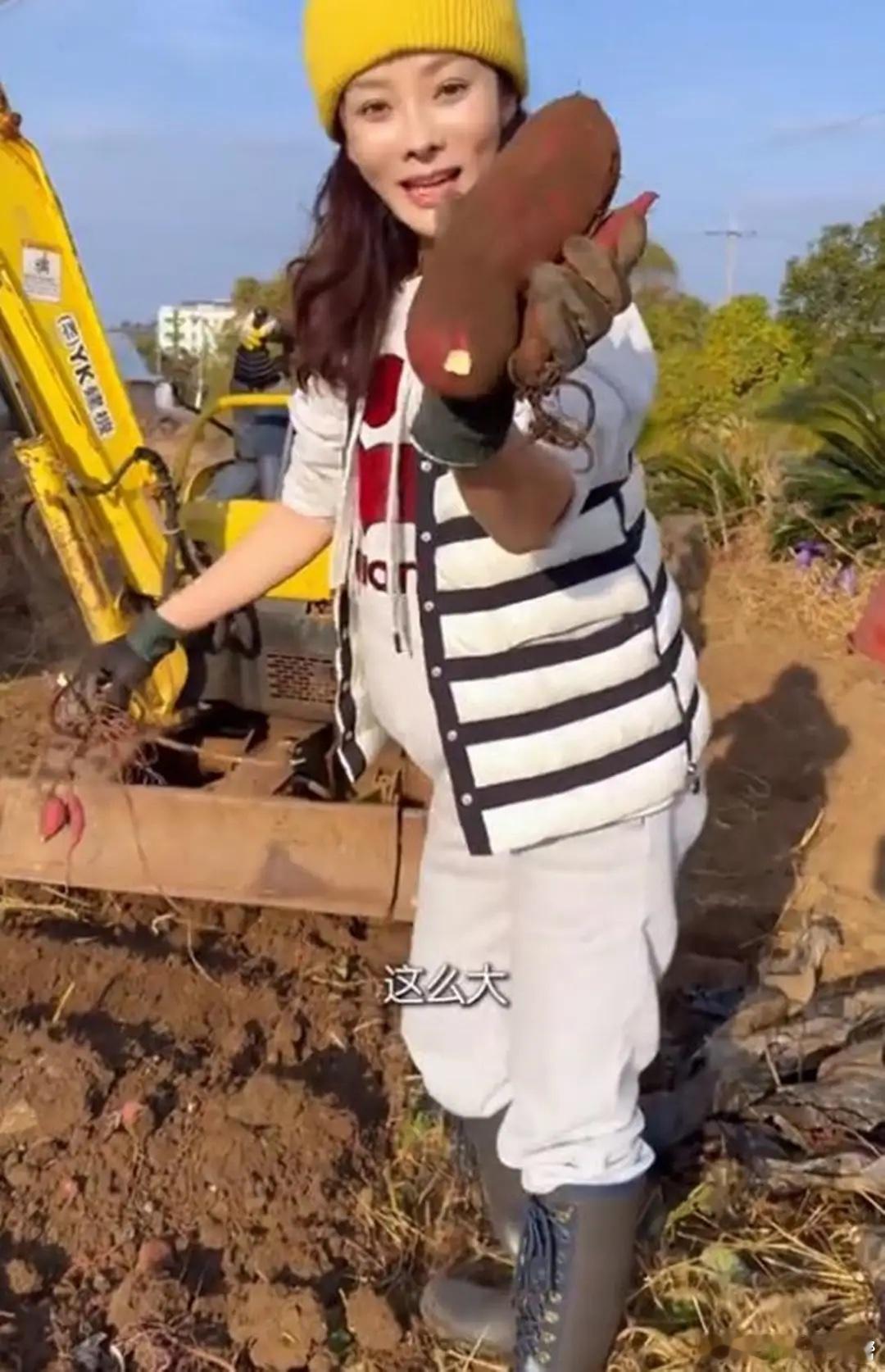 蔡琳别墅院子里农作物大丰收，用挖机挖红薯，田园生活太让人羡慕！