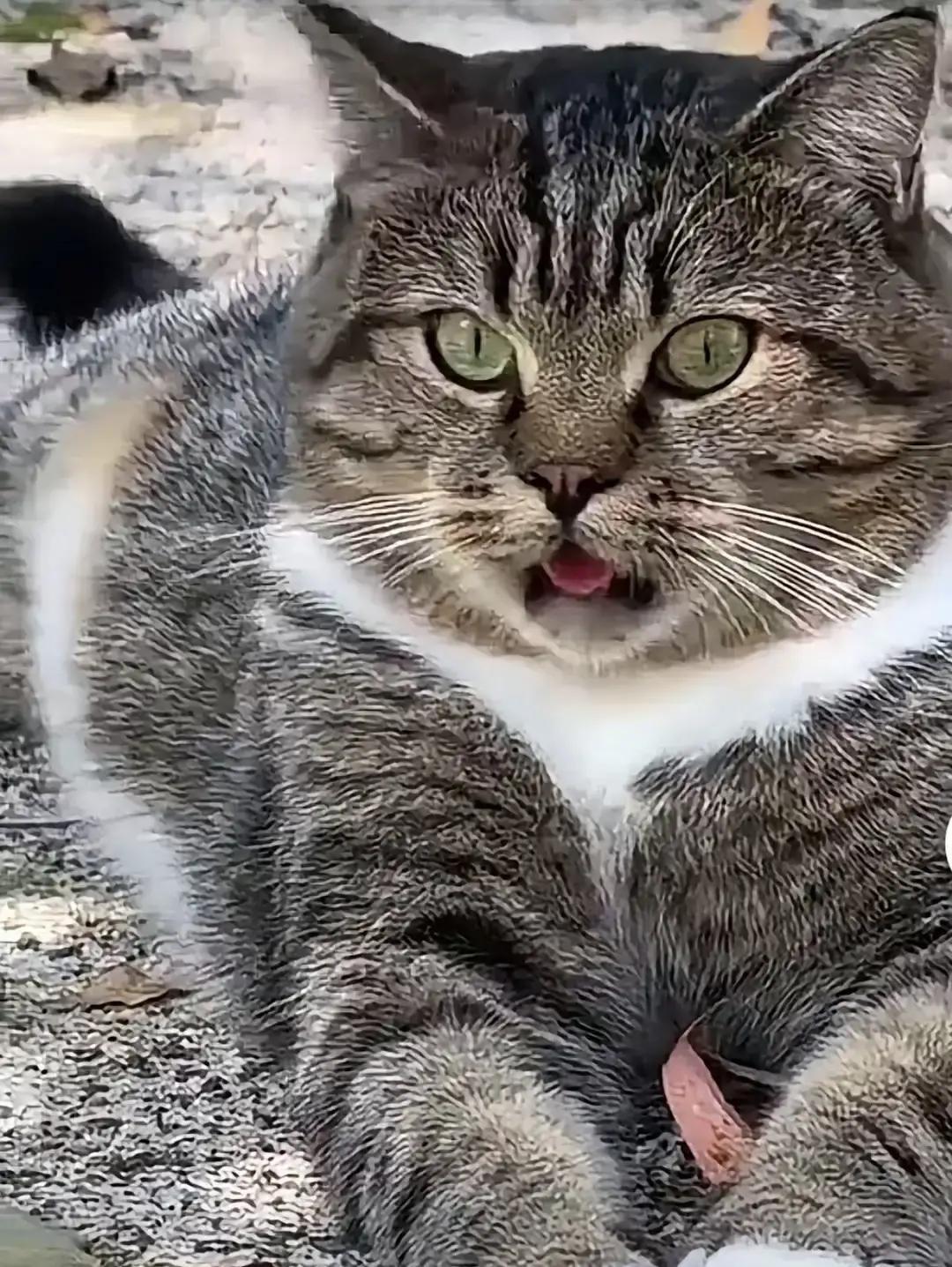 徐州乡下这只胖狸花猫，是实实在在的把自己的一家人全都给骗惨了。在它被养到十五