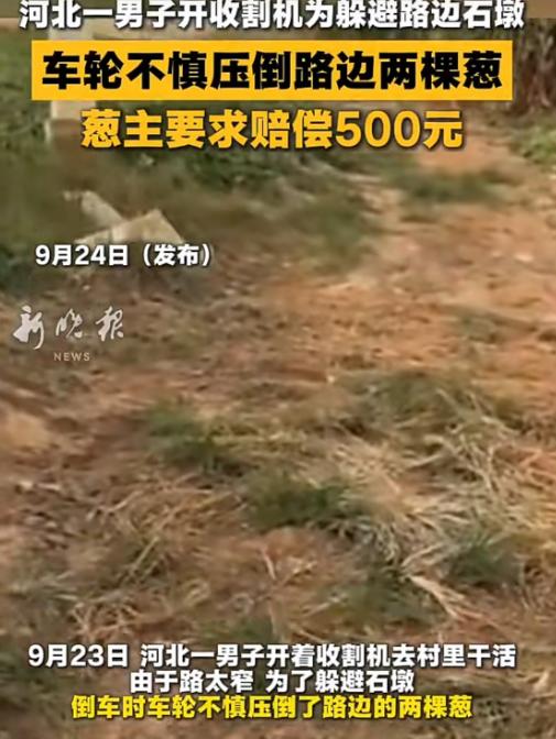 恶人到处有！河北，一收割机师傅赶着干活，轮子碾了地边两棵葱。葱地那家的儿子看见了