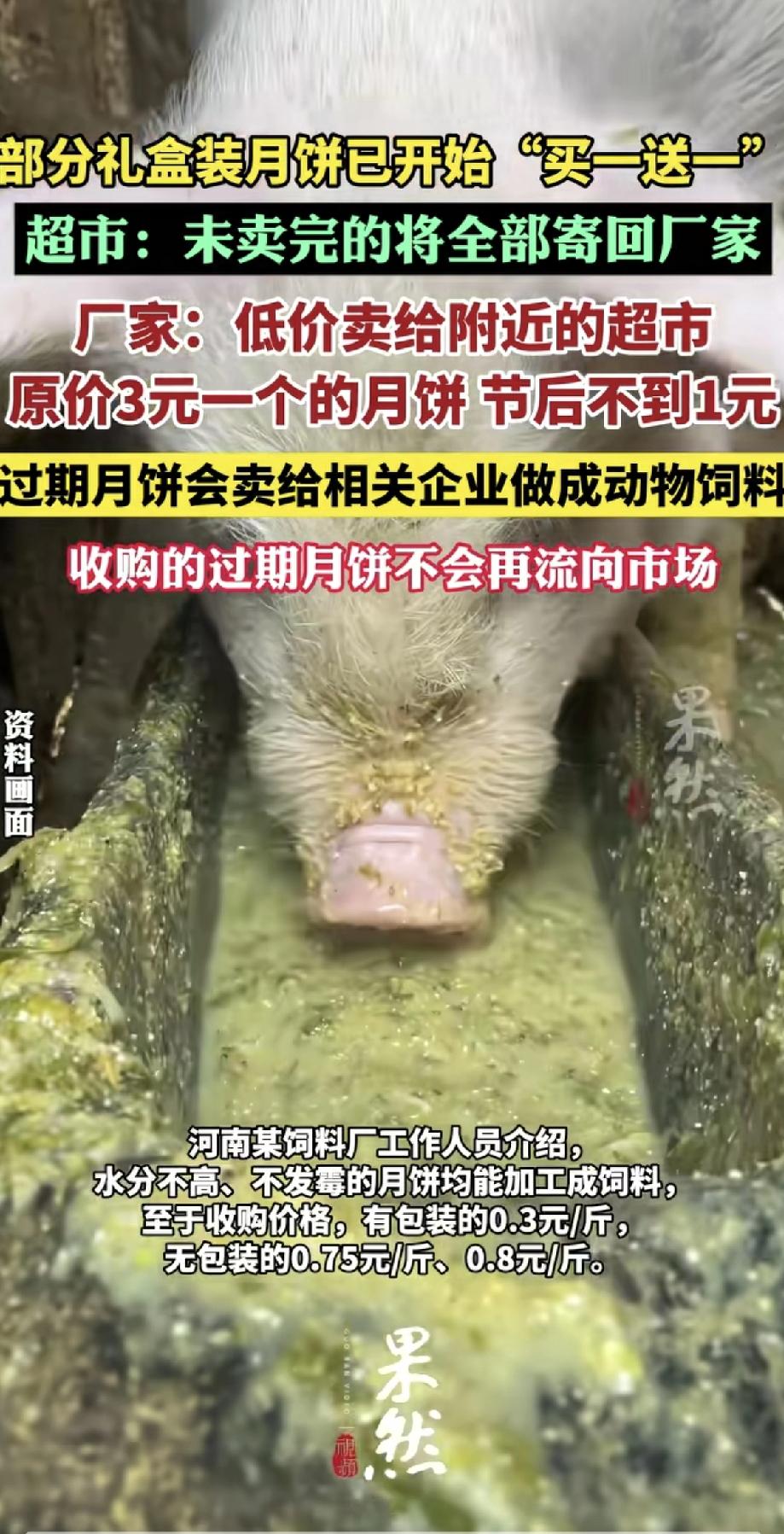 猪也过上了中秋节吃月饼啦！中秋节一过，超市里的礼盒月饼立马开始“买一送一”了！卖