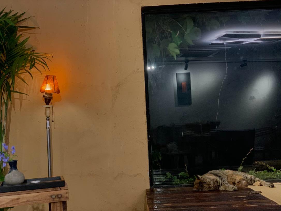 修剪月季病枯枝干，盛夏总怕浇水量不足，便用砖头挡住月季根部排水口。不曾想爬山虎与