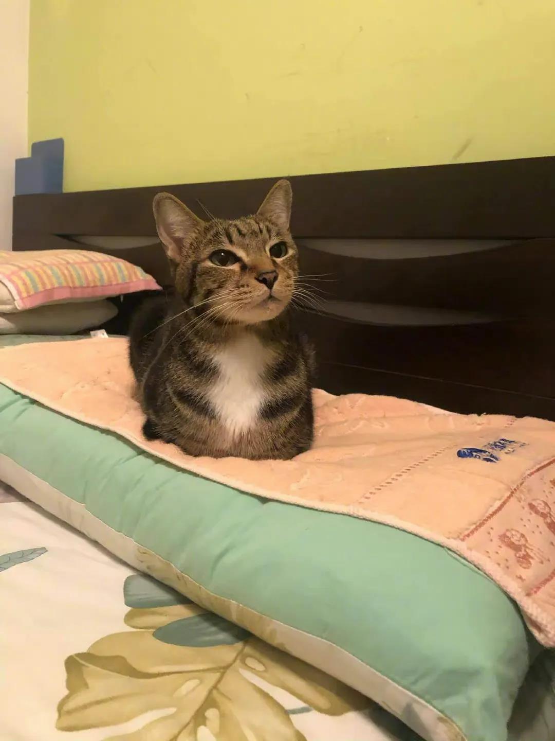 猫咪霸占了主人的枕头，这眼神是赶不下来了！！