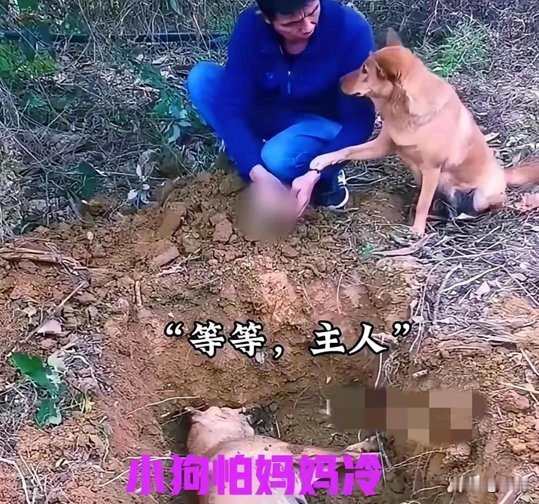 真的是万物皆有灵，一位大哥养了一只狗妈妈，可最近狗妈妈生病去世了，大哥非常难过，
