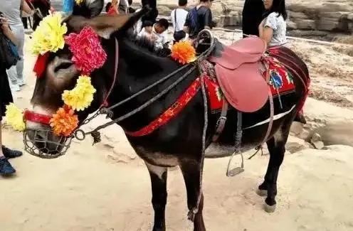 女游客投诉毛驴不穿裤子，景区连夜为毛驴安排遮羞罩。黄河壶口瀑布的一头供游客骑乘