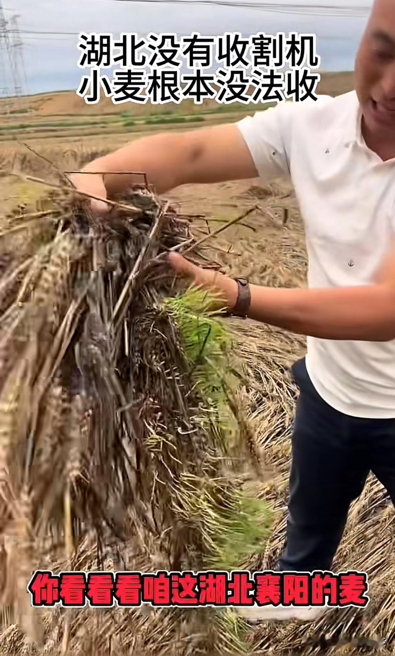 湖北襄阳没割的麦子经过大雨已经发芽了，负面影响的力量还是挺大的，如果没有发生那件