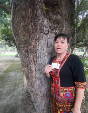 冤不？海南，女子家祖辈早年种下一棵百年重阳古树，估值超过200万，结果在2