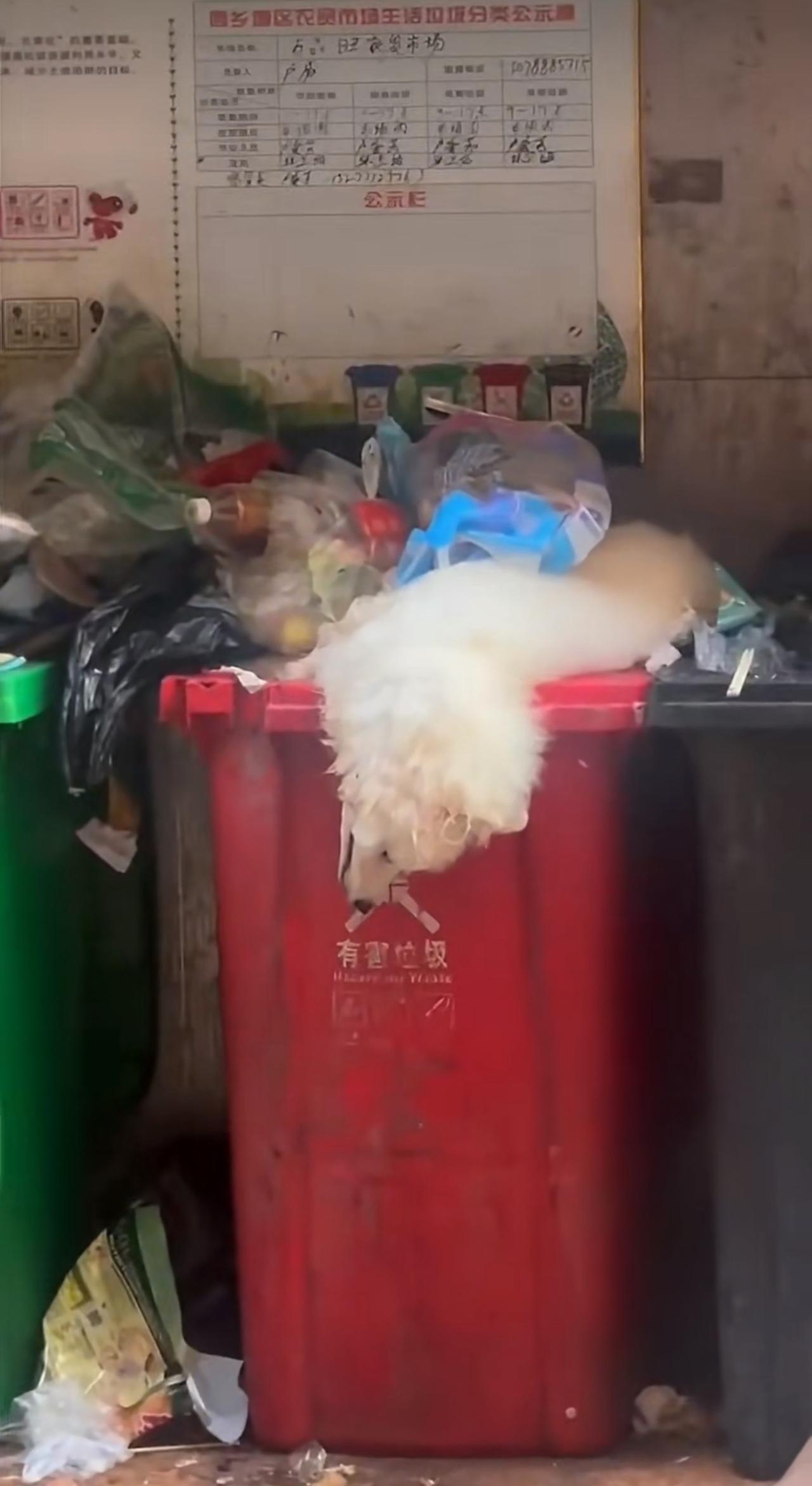 广西南宁一只死去的萨摩耶被随意丢弃在垃圾桶，这一幕也戳中当下宠物饲养背后根深蒂固