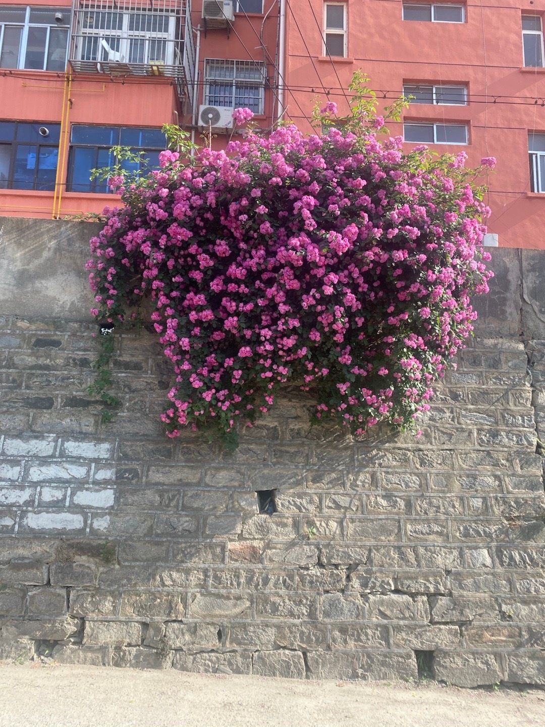 路边的花，好漂亮啊​​​