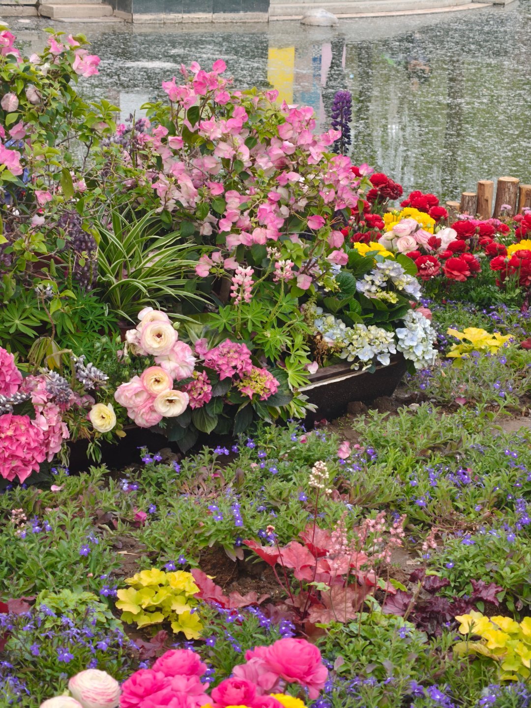 在小区旁的公园走半小时，花真的都开了🌷“春天没有方向，春天只顾花开。”赏花北