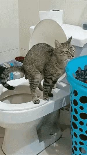 反转来的太快了……前一秒：这猫真懂事，竟然能蹲马桶。后一秒：去你大爷的！