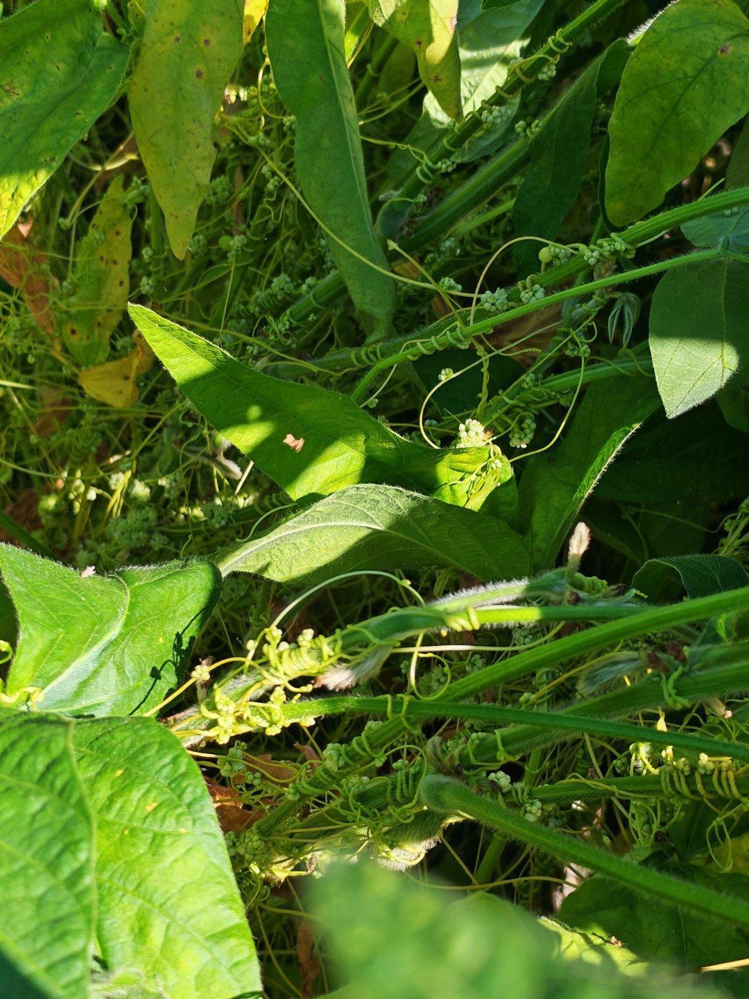 谁知道，纠缠在大豆植株上的这味药，是什么啊？
