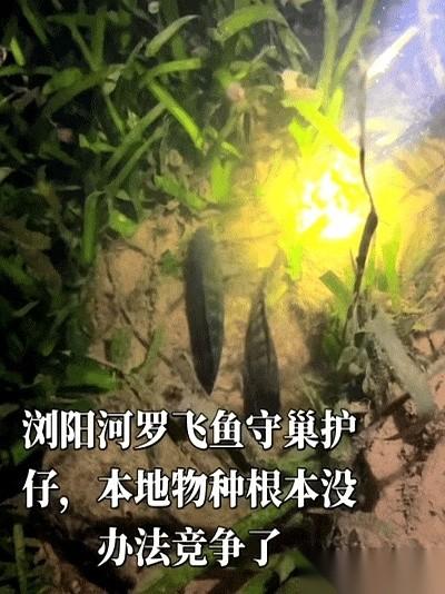 一条热带鱼，居然在冬天的湖南湘江底下挖坑产卵了。有钓鱼人在浏阳河浅水区拍到了这