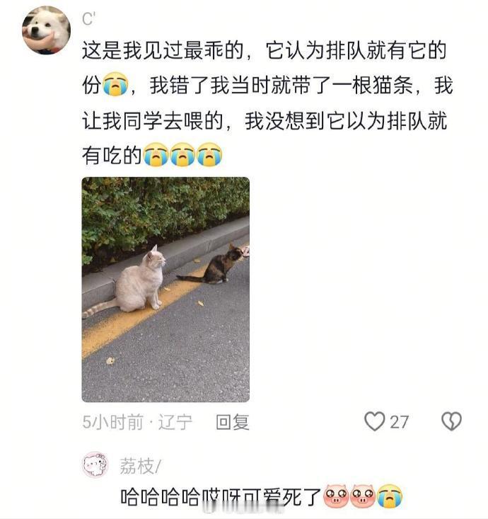 大家镜头下的小猫🐱