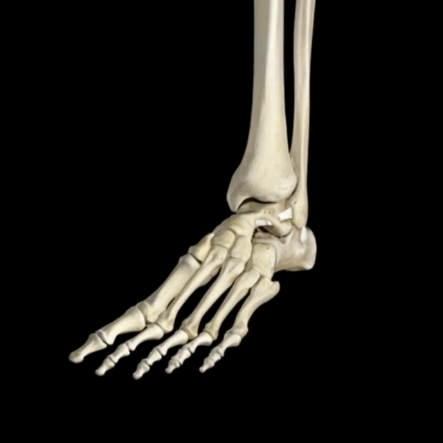 崴脚崴脚后为啥一直肿胀疼痛？下面3个图，演示了距腓前韧带➕跟腓韧带➕距腓后韧带