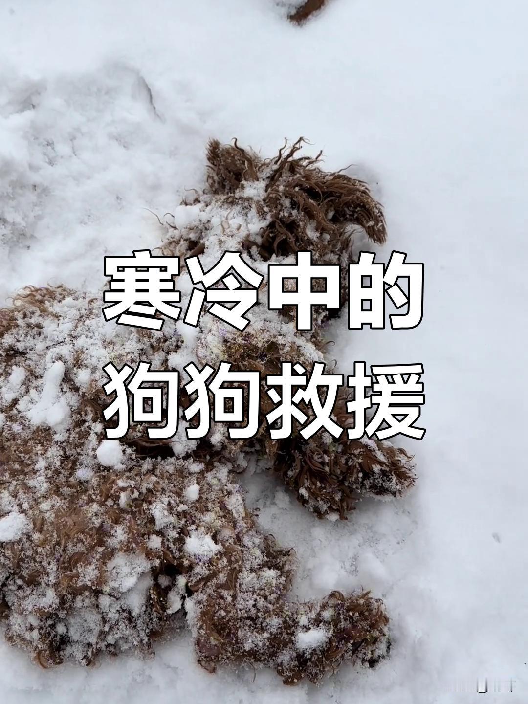 这天一位小哥哥和朋友去山上看雪景堆雪人，当他们走到一块草地的时候，看到一只可怜的