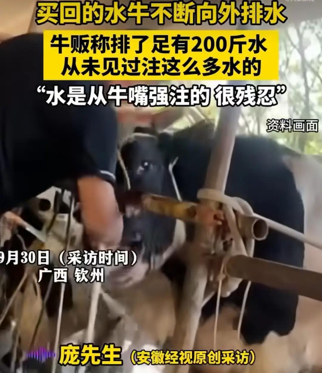 心太黑了这些无良商贩！牛被活生生硬灌了200斤水，广西钦州，一男子称自己买的牛不
