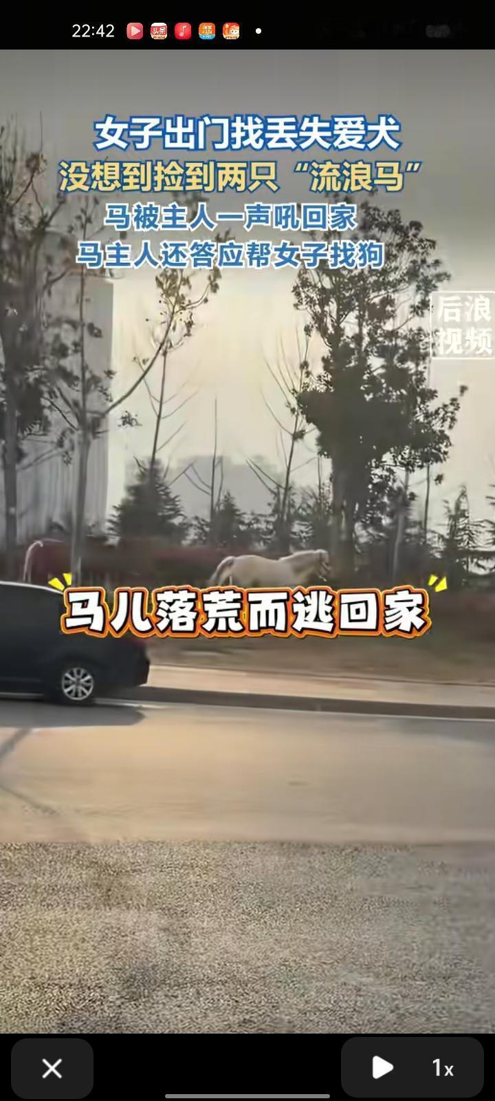 1月29日，河南郑州。女子外出找自家狗时，意外遇到两头流浪马，还是第一次见过。只