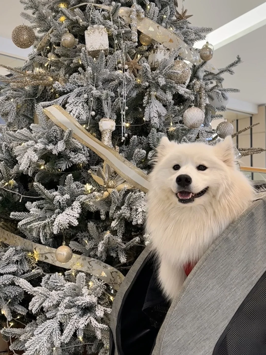 孩子的美貌 父母的荣耀