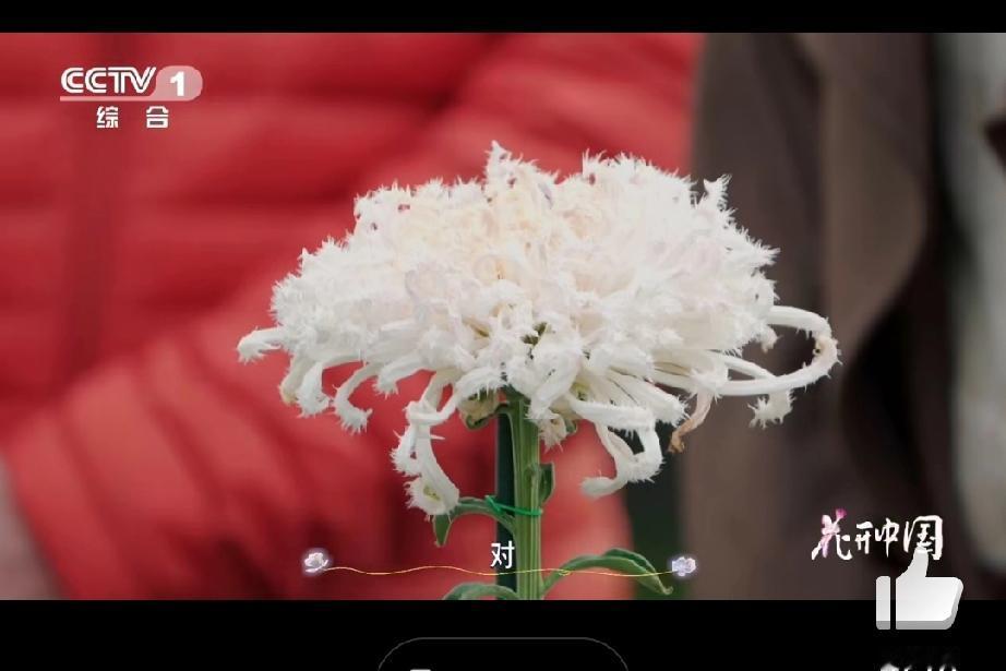 菊花界的“异形美人”！畸瓣类品种凭独特颜值出圈提起菊花，多数人脑海中浮现的