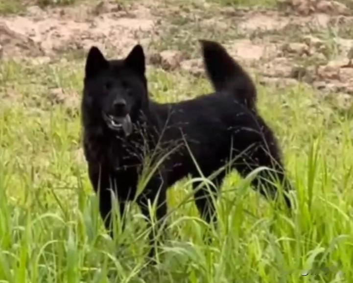 中华田园犬之五黑犬1，你知道吗?狗是至阳之处，黑狗镇宅，黄狗招财，白狗百顺。老