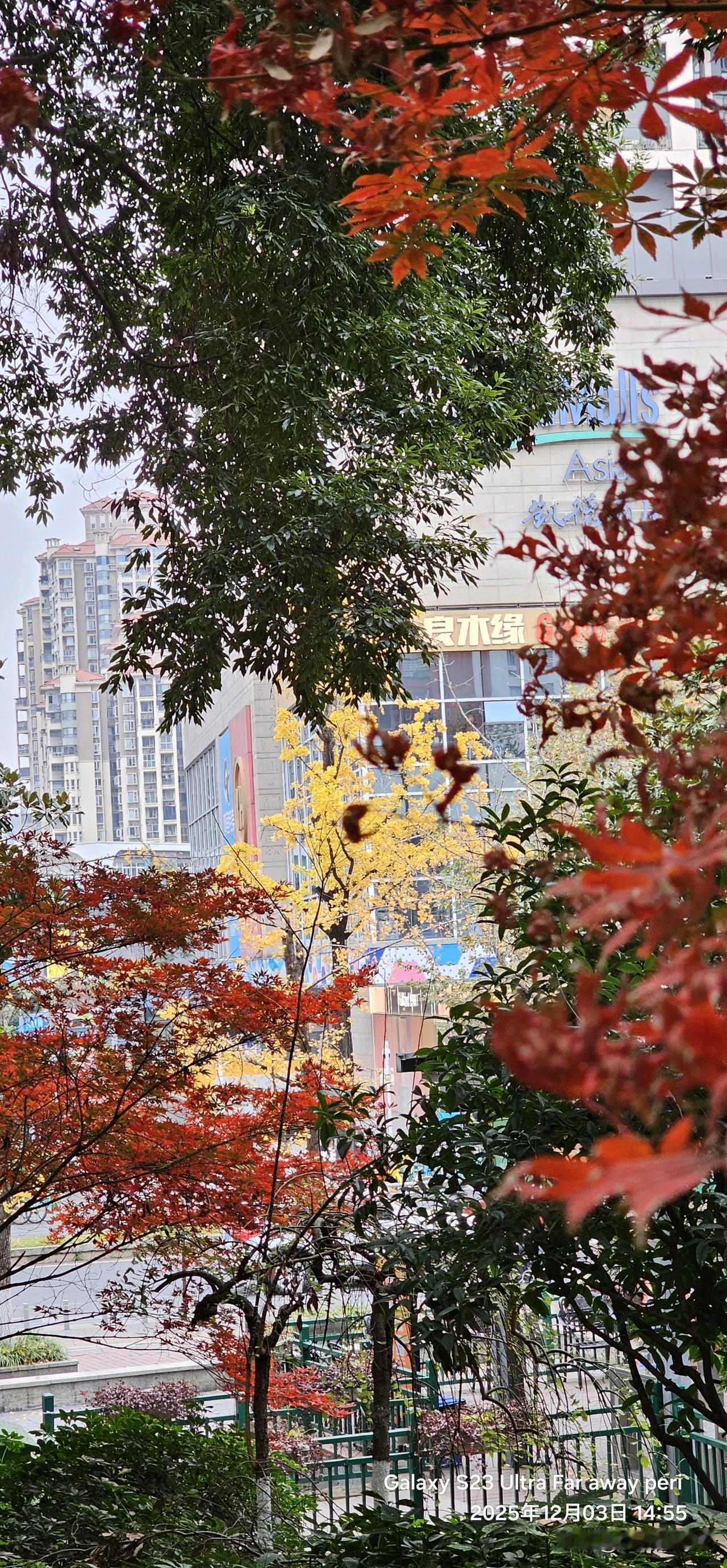 初冬时刻，红叶、绿树、黄叶交相辉映，美不胜收！来吧！成都欢迎你！成都初冬的晨雾