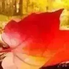 牡丹开时，岁月静好繁花落尽不是结束，而是草木奋力生长的开始；春光渐远不是消