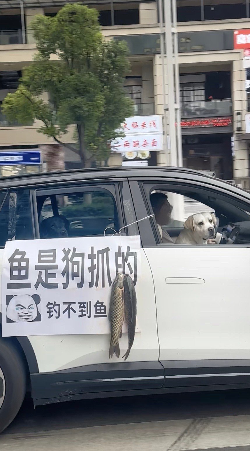 拉布拉多天生钓鱼佬圣体​​​