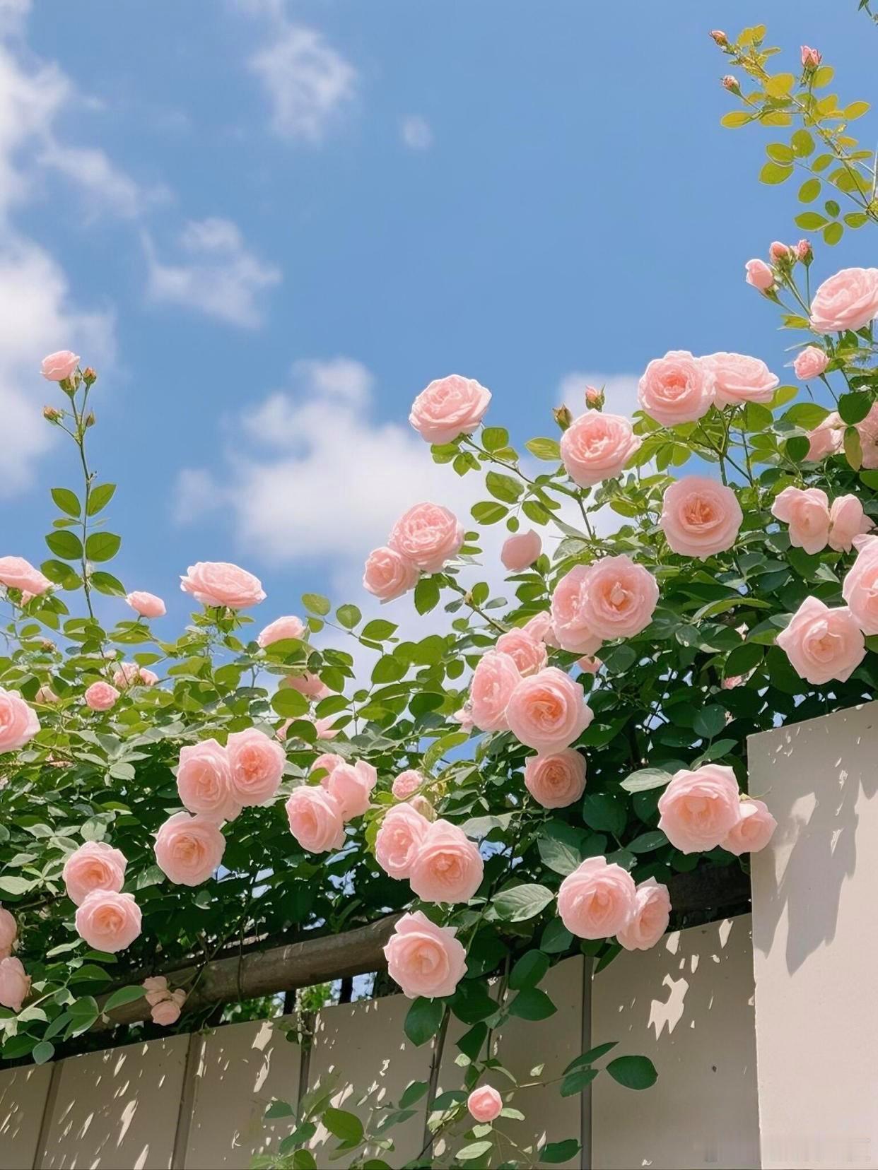 满架蔷薇一院香～寻美河南
