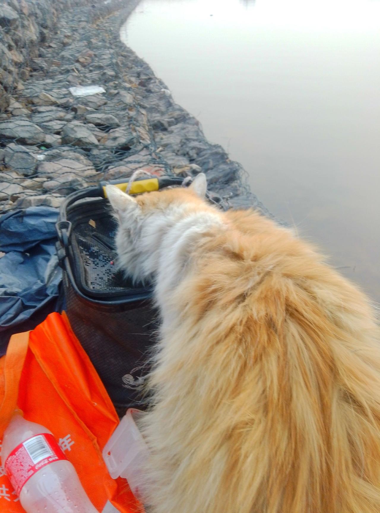 我喂了它6条小鱼，它假装喝水，又叼走一条