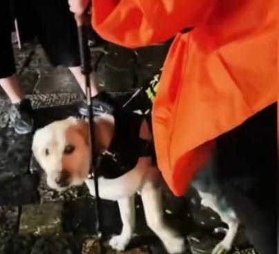 太心疼！盲人夫妻雨夜逼导盲犬爬泰山，狗狗被打又淋雨，400余只“活眼睛”谁不爱护