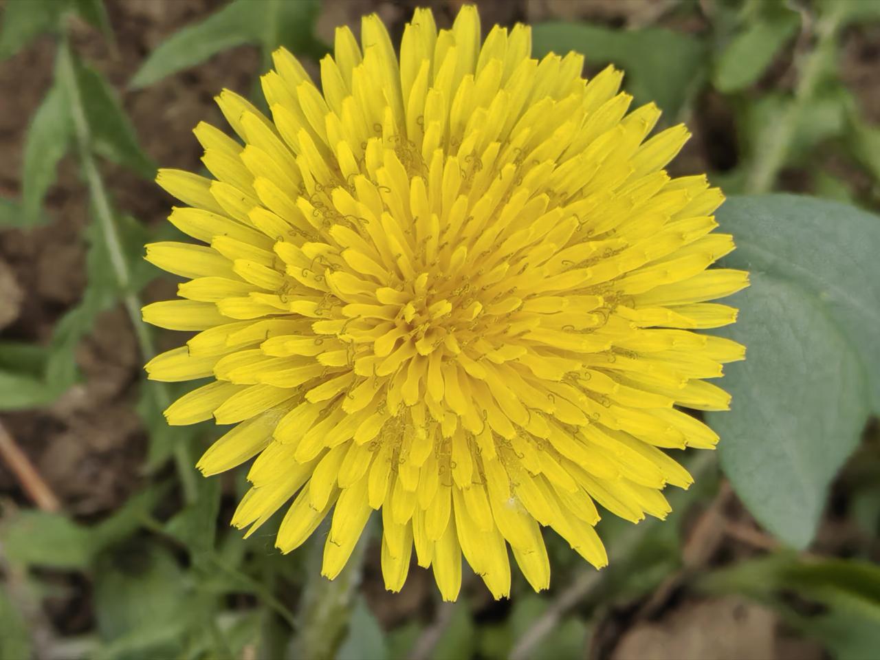 蒲公英花之美蒲公英的美在于那份轻盈与坚韧并存！金黄花朵灿烂耀眼，随风飘散的种子