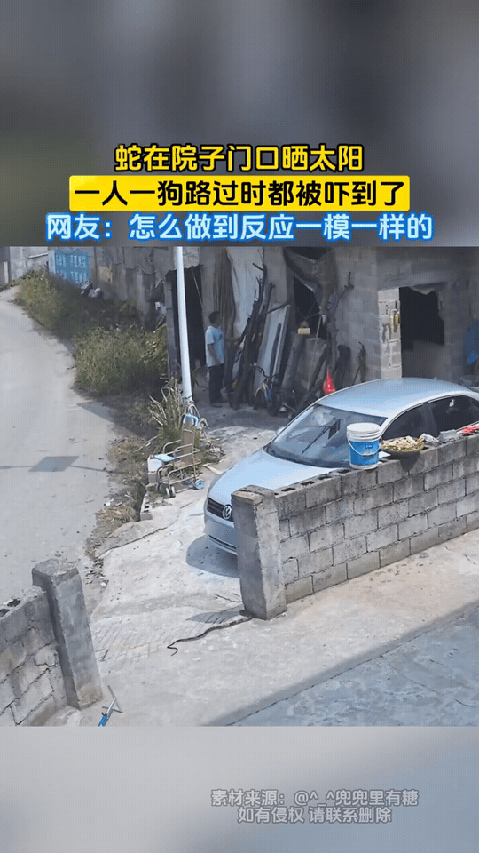 院子门口，一条蛇正趴在地上晒太阳。一人一狗路过，低头瞬间同时发现了蛇，双双被吓得