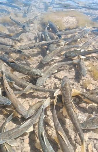 青海湖的湟鱼多得很，为何无人敢吃？一位50多岁的老渔民告诉我：青海湖里有13.3